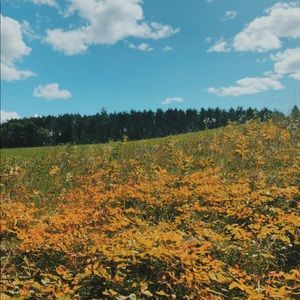 Meet your Posher, Alexa